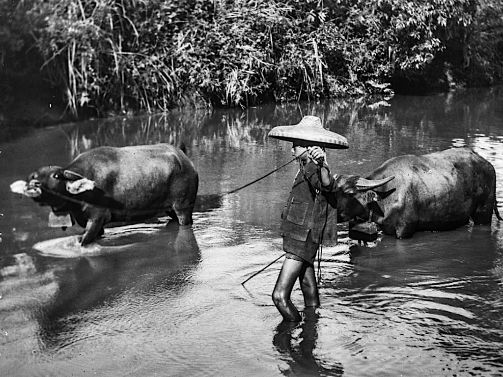 海南明国时期老照片1931年，白沙地区原住民生活，纹身的黎族妇女